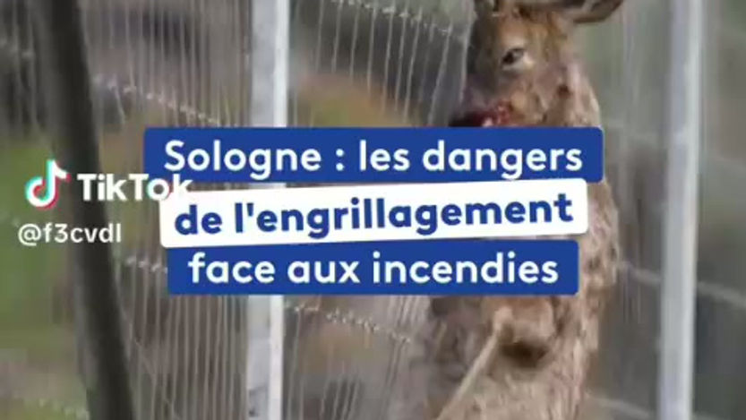France 3 - Les dangers de l'engrillagement